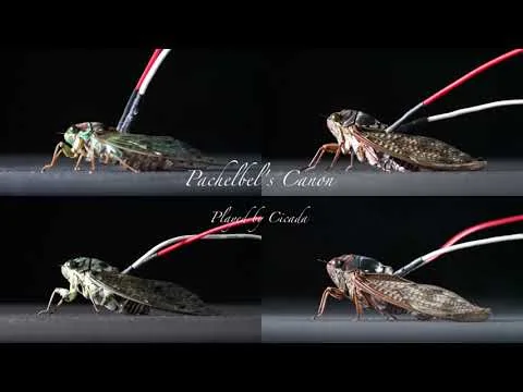 Pachelbel's Canon played by cicada
